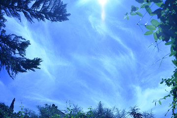 Fototapeta premium trees and blue sky