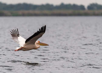 pelican coming in for landing