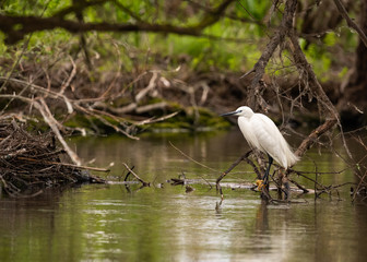 heron all by himself