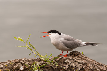 orange beak sparrow yelling