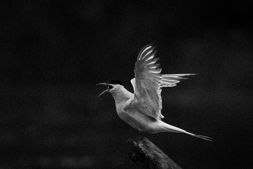 bw calling © Alexandru