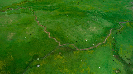 animal husbandry in the fields of large pasture