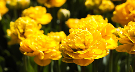 Beautiful bouquet of tulips nature background.