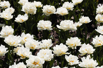 Beautiful bouquet of tulips nature background.