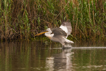 pelican taking off 2