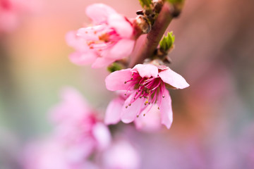 Pink peach flowers begin blooming in the garden. Beautiful flowering branch of peach on blurred garden background. Close-up, spring theme of nature. Selective focus