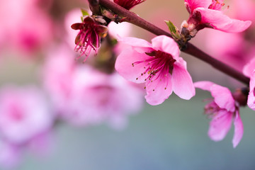 Pink peach flowers begin blooming in the garden. Beautiful flowering branch of peach on blurred garden background. Close-up, spring theme of nature. Selective focus