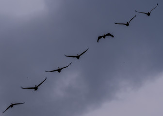pelicans in flight