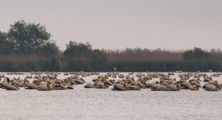 flock of over 1k pelicans