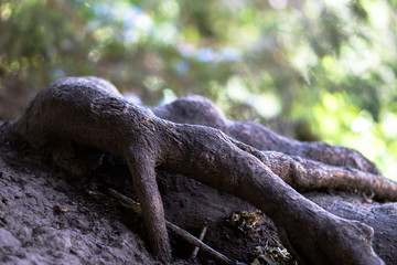 Raices personificadas