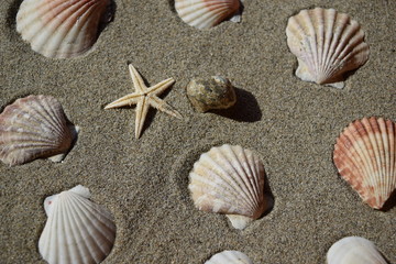 Fototapeta na wymiar 砂浜の貝殻とヒトデ
