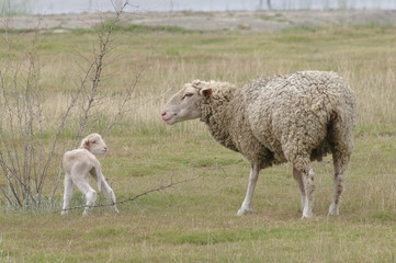 Fototapeta premium Schaf mit Baby