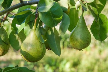 Shiny delicious pears hanging from a tree branch in the orchard..