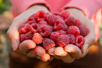 Close up of the ripe raspberry in hands.