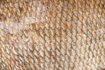 Close up view of common bream fish just taken from the water. Common bream fish scales as natural background..