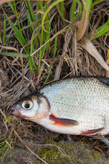Close up view of the signle white bream or silver fish on the natural background. .