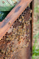 Working bees in a hive on honeycomb. Close up view of the working bees on honeycomb. .