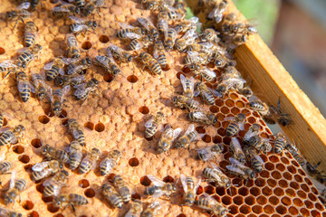 Working bees in a hive on honeycomb. Bees inside hive with sealed and open cells for their young..