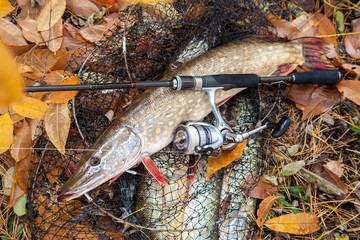 Freshwater pike fish. Freshwater pike fish lies on landing net with fishery catch in it and fishing...
