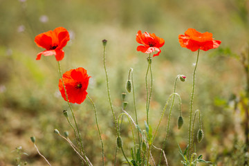 Flower poppy flowering on green background