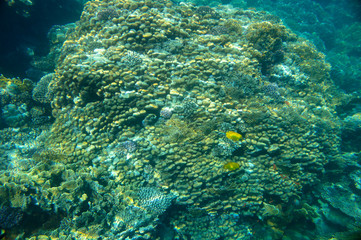 coral fish, coral reef, underwater