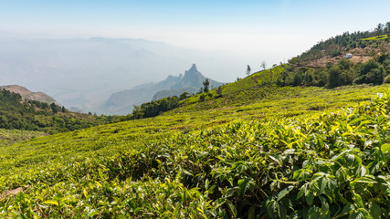 Scenic view of kodanad view point, Rangaswamy pillar valley view where mountains are covered in mists with blue sky background.taken from tea estate using leading lines techniques. 