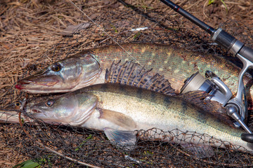 Freshwater zander and pike fish. Freshwater zander and pike fish, fishing equipment lies on round...