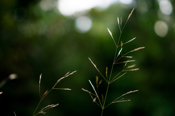 Forest grass