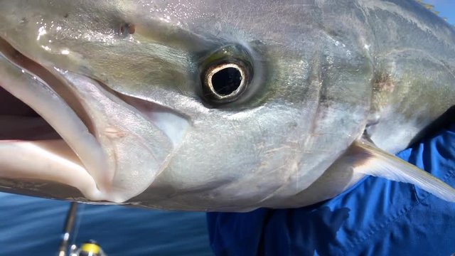 SLOW MOTION - Closeup shot of yellowtail kingfish mouth moving wide eyes held by man on fishing boat with fishing rod in the background