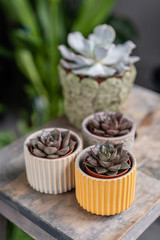 Collection of succulents in stylish ceramic pots on the wooden table. Minimalistic home interior with composition of cactus and succulents . Stylish concept of home garden.