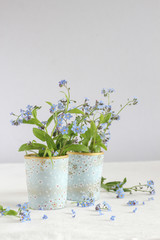 Tiny spring flowers - forget-me-nots in blue vases on a white table. Still life with flowers