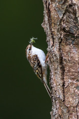 Treecreeper (Certhia familiaris)