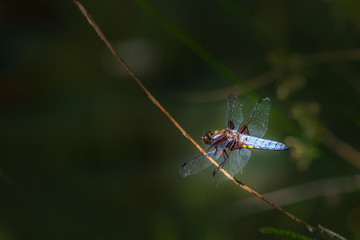 Broad-bodied Chaser (Libellula depressa)