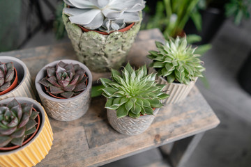 Collection of succulents in stylish ceramic pots on the wooden table. Minimalistic home interior with composition of cactus and succulents . Stylish concept of home garden.