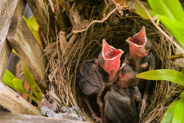 Three birds in a nest on a tree with leaves covered