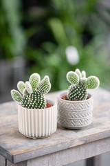Cactus lover. Collection of cactus in stylish ceramic pots on the wooden table. Minimalistic home...