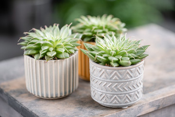 Cactus lover. Collection of succulents in stylish ceramic pots on the wooden table. Minimalistic...