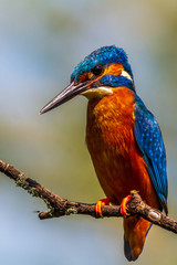 kingfisher (Alcedo atthis)