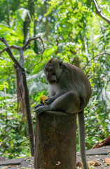 Adult Monkey sitting on log eating corn