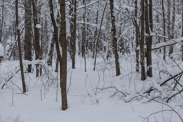 Winter in the forest, snow