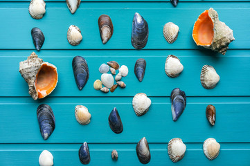 Seashells over blue background