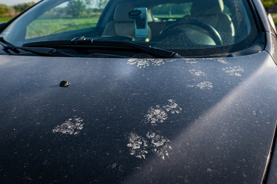 Animal footprints on a dirty car. Cats or martens can chew the wire in the car.