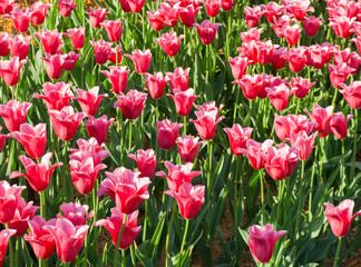 Obraz premium Pink tulips growing in garden