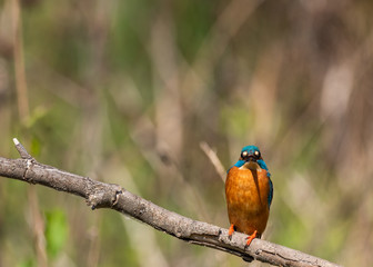 Kingfisher front view on a branch with green background