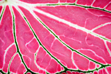 Pink leaf texture background close up