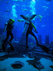diver underwater