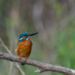 Kingfisher on a branch with green background
