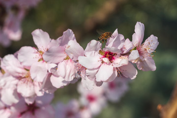 ape su fiore di ciliegio