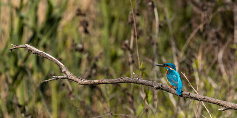 Kingfisher on a branch
