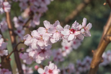 Fototapeta premium fiori di ciliegio